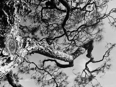 Black and white tree